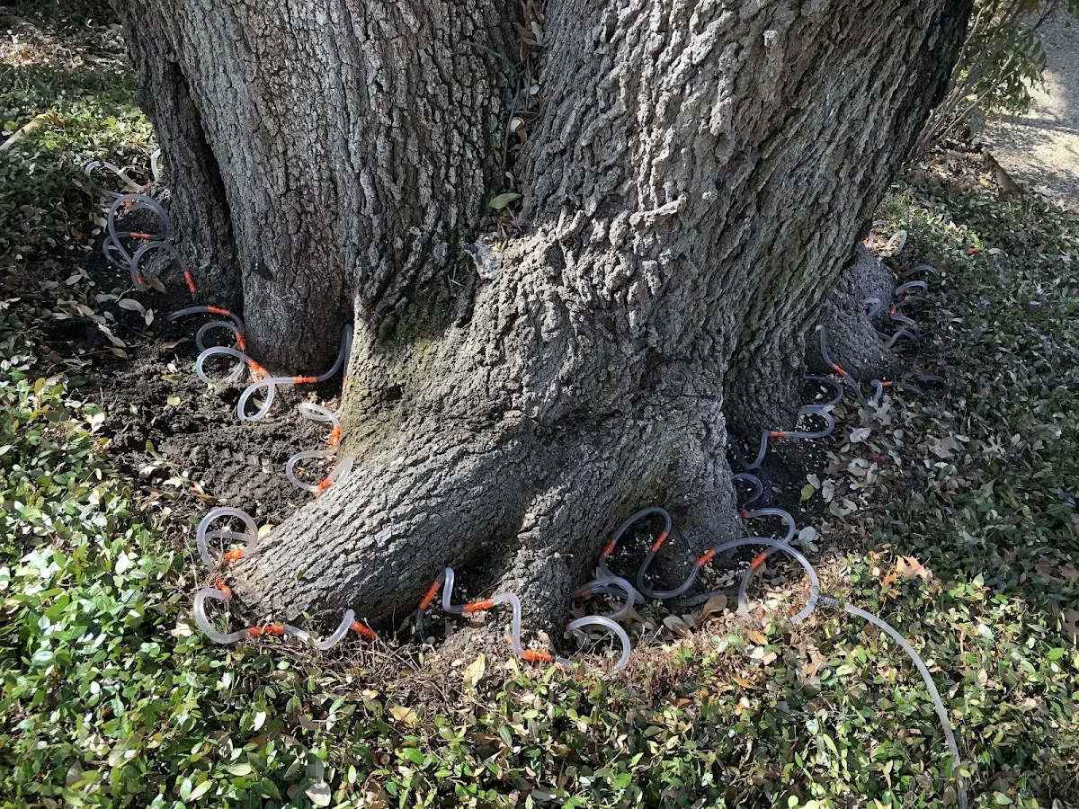 Detailed Tree Cabling and Bracing job site in Brickeys