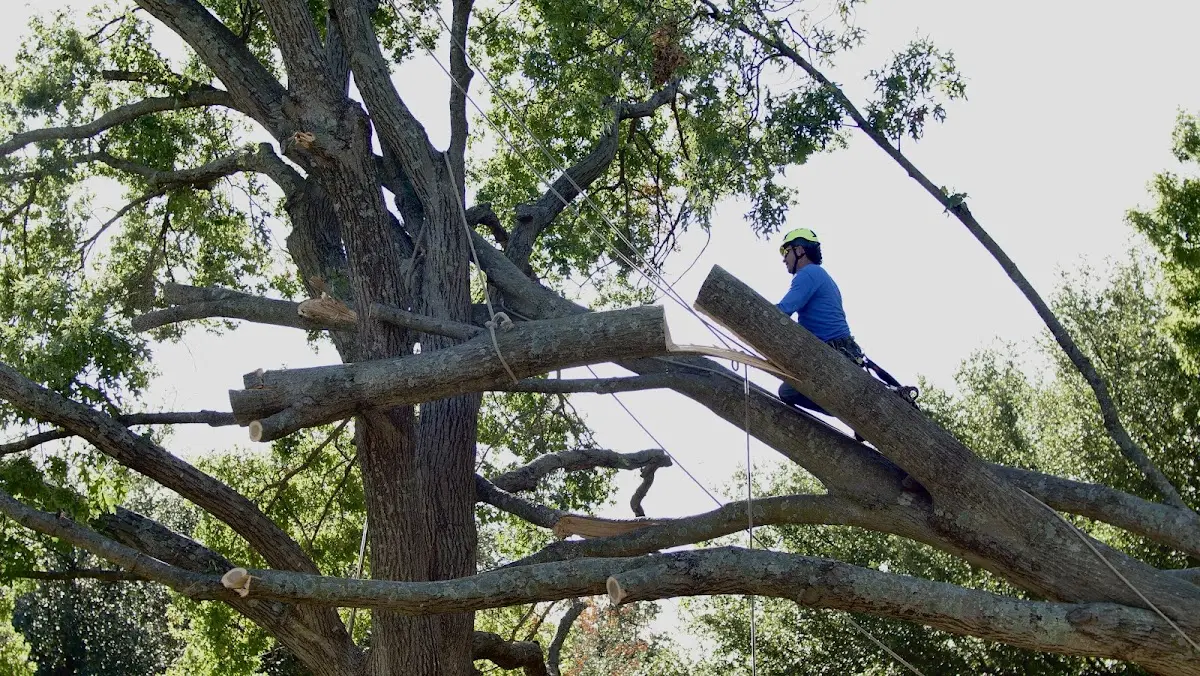 Professional Hazardous Tree Removal performed by certified arborists in Brickeys